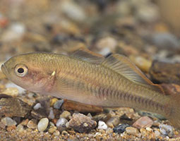 Firetail Gudgeon